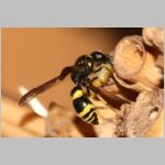 Symmorphus gracilis - Lehmwespe 17 beim Nesteintrag fdet11.jpg